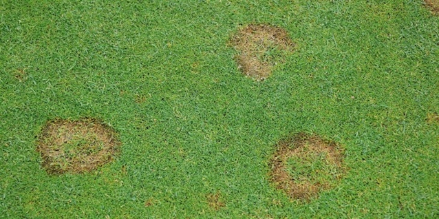 Experts advise on turf management over autumn and winter period