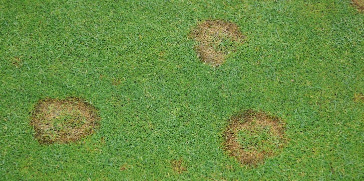 Experts advise on turf management over autumn and winter period