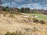 Drama on a Dorset heathland