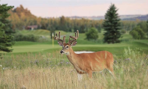 Why the industry should do more promote the game of golf