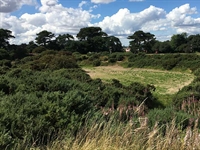 Famous Pandy bunker to be restored at Ganton Golf Club