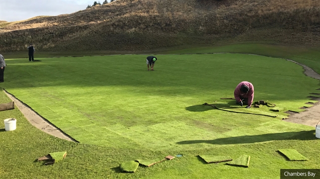 Chambers Bay welcomes new poa annua greens