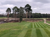 Major tree clearing programme at historic Woking