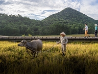 Holing out: Where the buffalo roam