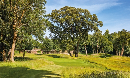 Goodwood: Down in the woods