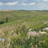 The back nine will be laid out over new land (Photo: Kevin Norby)