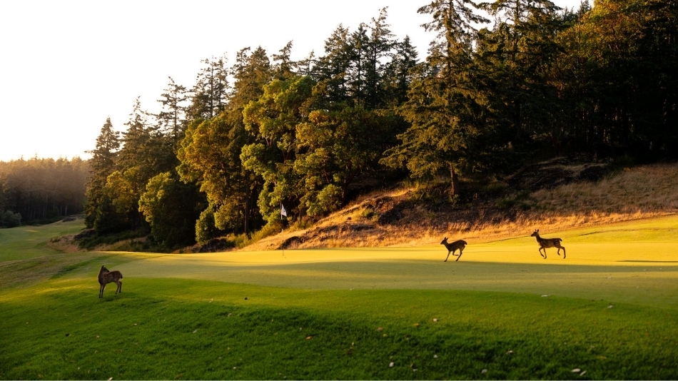 Lobb + Partners develops sustainability-focused master plan for Olympic View Golf Club