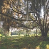 Over 3,100 protected or grand trees were identified on the site for the Orange Hill course (Photo: Kiawah Island Club)