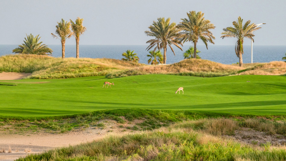The renovation has allowed the club to reinstate dune areas, reduce its turf footprint and embrace its beachfront setting (Photo: Saadiyat Beach Golf Club)