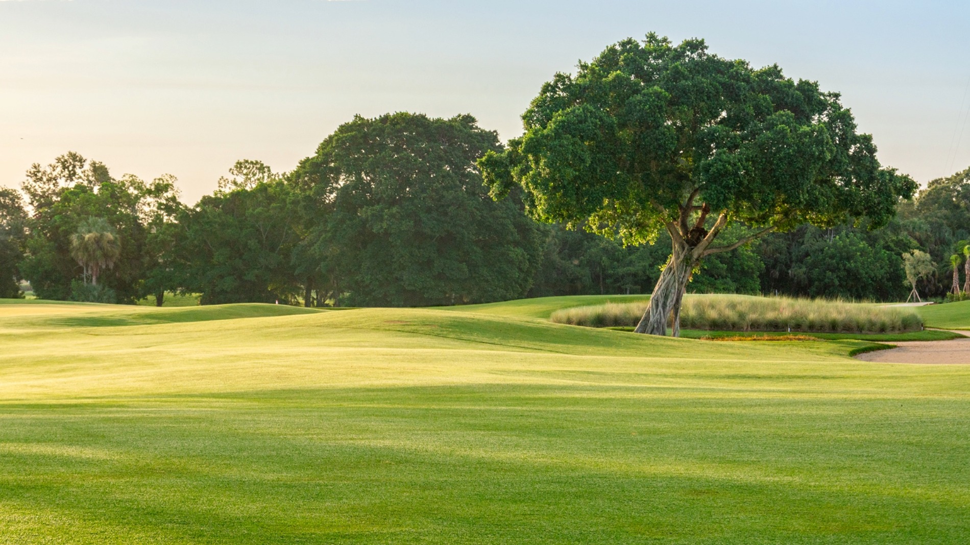 The project has seen an old oak tree preserved – with holes five and six routed around it (Photo: The Gate Golf Club)