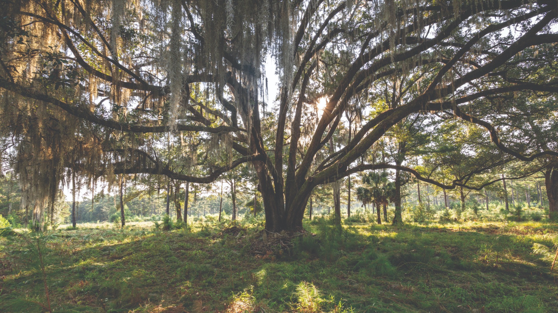 Over 3,100 protected or grand trees were identified on the site for the Orange Hill course (Photo: Kiawah Island Club)