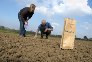 First sowings at Cropvale