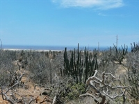 New Mexican project for Woods firm
