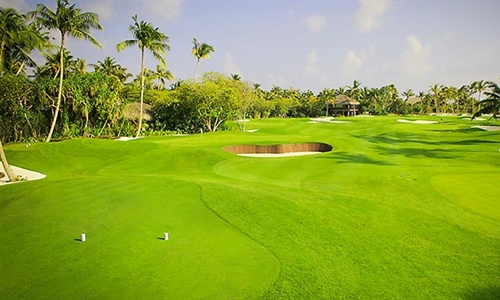 Pure Dynasty turfgrass now available on the global market