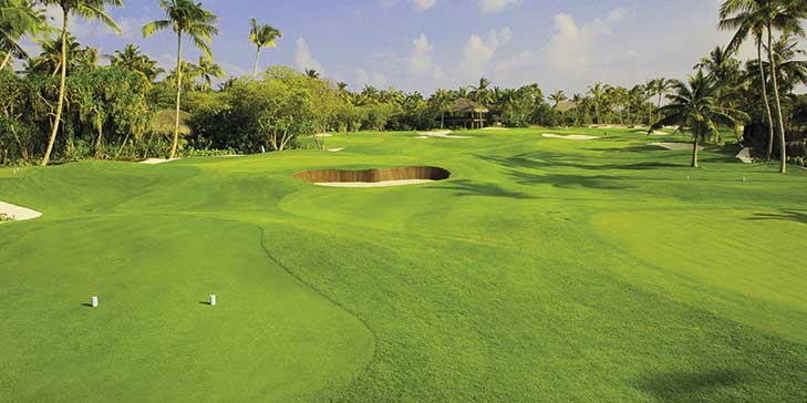 seashore paspalum sod florida