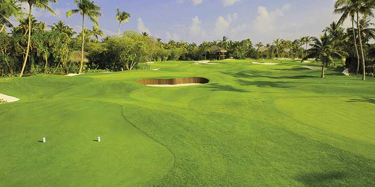 New seeded variety of seashore paspalum making an impact