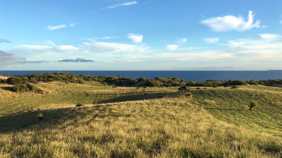 Cliffs Kangaroo