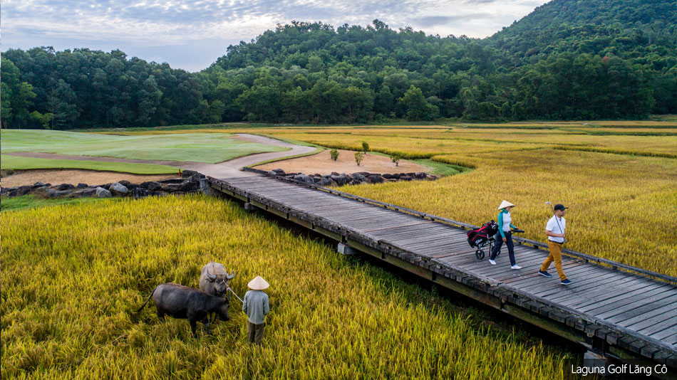 Water buffalo